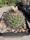 Gymnocactus aguirreanum